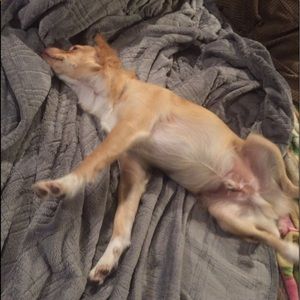 Meet your Posher, Rose